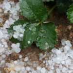 Famílias ucranianas sentem-se integradas em Guimarães