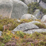 ‘Movimento’ de João Luís Barreto Guimarães vence grande prémio de literatura da DST
