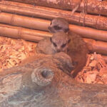 Marina Mota atua em Braga a 3 de junho