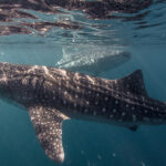 Populares apanham mulher a roubar objetos de campas em cemitério em Amares