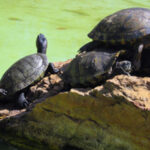 Clube Náutico de Ponte de Lima sagra-se Campeão Nacional de Maratonas