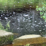 Condomínio já foi notificado por queda de azulejos na Avenida de Santo António