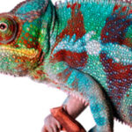 GNR apreende 2.850 litros de bebidas alcoólicas e 30 quilos de folhas de tabaco