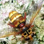 Inscrições para a 21.ª edição da Feira Mostra de S. Martinho nas Terras do Gerês