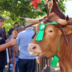 Expo animal contou com 20 mil visitantes e reforça posição como evento de referência no Forum Braga