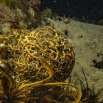 Estudo considera a reabilitação da Linha do Douro entre Pocinho e Barca D’Alva “rentável” a nível económico, social