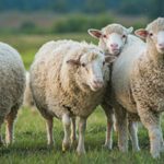 “Com o equilíbrio que há neste campeonato, não há nada de garantido”