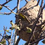 Sé de Braga recebe concerto “Sibila” pelo grupo vocal Capitulo