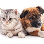 Dinossauros, elefantes e ursos polares invadem o Bragaparque