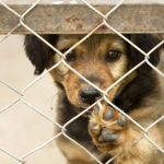 Quatro sensações nas pernas que alertam para níveis de colesterol a subir