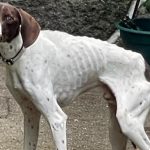 Associação transfronteiriça defende certificação do Caminho da Geira