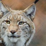 Impressão 3D de armas? “A tecnologia está aí”, alertam especialistas