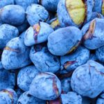 Reunião plenária para apresentação do Plano de Desenvolvimento Social e Carta Social do Alto Minho