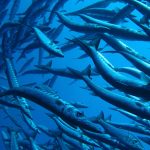 Braga avança com parceria com Yerucham e MindCet