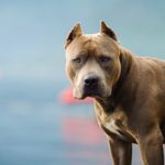 Consórcio português de jornalismo de investigação é lançado quarta-feira