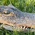 Jovem envolvido num acidente em Braga detido por não ter carta