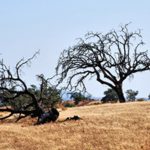 Hospital de Braga desenvolve esforços para voltar a assegurar ecografias obstétricas de 2º trimestre