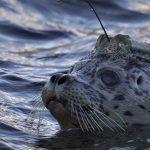 Língua gestual portuguesa em destaque no Theatro Circo