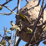 Daniel Sousa espera duelo de “equilíbrios” frente ao Paços de Ferreira