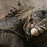 Homem morre enquanto carregava telemóvel (e panela) na cama na Tailândia