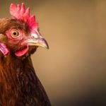 Menores passam o equivalente a dois meses por ano ‘agarrados’ ao ecrã