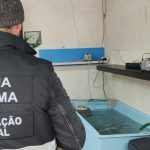 Seis adeptos da Fiorentina detidos após agressões a agentes da PSP
