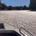 Verificação paga do Facebook e Instagram chegou aos EUA