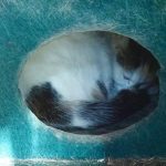 GNR de Famalicão apanha a suspeito de violência doméstica espada e bastões