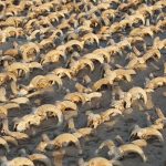 Tem 80 anos e já doou sangue mais de 200 vezes e agora, é recordista