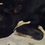 XIX torneio internacional de basquetebol de Valença