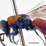 Líderes europeus reúnem-se para promover a criação da Rede Transeuropeia da Natureza