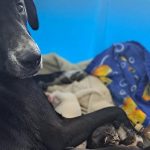 Sintoma comum em mulheres pode aumentar risco de doenças cardiovasculares