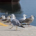 Comer pouco emagrece? Conheça este e outros erros comuns