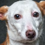 Bombista Ted Kaczynski, conhecido como ‘Unabomber’, encontrado morto