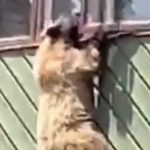 Estudo revela avanços no tratamento da esclerose múltipla