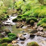 Braga Florida já embeleza 84 ruas do centro histórico