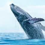 Gralha desvia milhões de emails confidenciais do Pentágono para o Mali