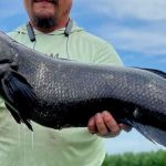 Do ‘skincare’ à segurança. Como é tratada a vaca mais valiosa do mundo?