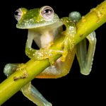 Chorense invocou Santa Marinha