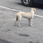 Polícia mata suspeito ao atirar-lhe com geleira à cabeça