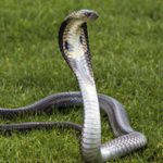 Aos 86 anos, homem é condenado por assumir identidade de irmão morto