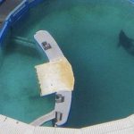 Veleiro apanhado a balear orcas no Estreito de Gibraltar