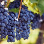 Sal esgota em plataformas chinesas. Macau lança aviso sobre rumores