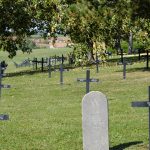 Para fugir do calor, cães vadios entram em lojas e aproveitam ar fresco