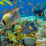 Homem de 66 anos morre durante caminhada em prova de trail em Barcelos