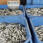 DGS publica Norma para Vacinação Sazonal contra a Gripe