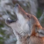 Zoo Santo Inácio convida a entrar na Casa dos Animais Noturnos