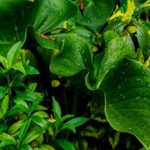 Sevilha multará em 750€ despedidas de solteiro com complementos sexuais