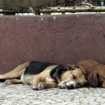 Freguesia de Bico reuniu-se em clima de festa de Natal