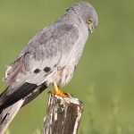 Professor de Moral de Famalicão diz que acusações de abuso sexual são cabala